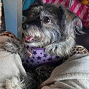 Elsie joined the competition — help win amazing prizes! dog, pet, purple_harness, star_pattern, blanket, cozy, fur, animal, indoor, comfortable, scruffy, brown_eyes, paw, resting, cute, canine, furniture, soft, relaxed, domestic