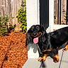 dog, dachshund, black_and_tan, pet, tongue_out, sunny, outdoor, porch, deck, wooden_fence, mulch, greenery, shadow, daylight, happy, animal, canine, ears, fur, small_dog