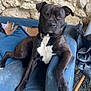 dog, black_dog, white_chest, armchair, blue_chair, worn_furniture, stone_wall, indoor, pet, canine, relaxed, looking_at_camera, paw, floor_gravel, collar, seated, animal, fur, domestic_animal, resting
