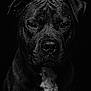 Snow participe au concours pour gagner de l'argent avec cette photo : dog, portrait, black_and_white, water_droplets, close_up, animal, pet, fur, face, eyes, expression, dark_background, studio, canine, muzzle, ears, detailed, moody, wet, intense