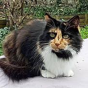 Praline a rejoint le concours — aidez-le/la à gagner de superbes lots ! abyssinian, alloywheel, angora, animal, architecture, blackcat, building, cat, den, grass, indoors, ivy, kitten, manx, pet, plant, siamese, slate, wall, wood