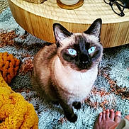 Nikko joined the competition — help win amazing prizes! cat, siamese_cat, blue_eyes, indoor, rug, knitted_blanket, yellow_blanket, wooden_table, glasses, foot, painted_toes, patterned_rug, cozy, pet, feline, looking_up, domestic_animal, floor, table, home