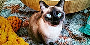Nikko joined the competition — help win amazing prizes! blue_eyes, cat, cozy, domestic_animal, feline, floor, foot, glasses, home, indoor, knitted_blanket, looking_up, painted_toes, patterned_rug, pet, rug, siamese_cat, table, wooden_table, yellow_blanket