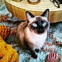 cat, siamese_cat, blue_eyes, indoor, rug, knitted_blanket, yellow_blanket, wooden_table, glasses, foot, painted_toes, patterned_rug, cozy, pet, feline, looking_up, domestic_animal, floor, table, home