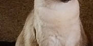 Nikko joined the competition — help win amazing prizes! cat, siamese_cat, blue_eyes, feline, pet, animal, fur, carpet, indoor, sitting, looking, cute, whiskers, ears, tail, mammal, domestic_animal, portrait, furry, focusing