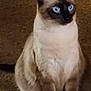 cat, siamese_cat, blue_eyes, feline, pet, animal, fur, carpet, indoor, sitting, looking, cute, whiskers, ears, tail, mammal, domestic_animal, portrait, furry, focusing