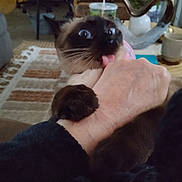 Nikko joined the competition — help win amazing prizes! animal, cat, closeup, cup, domestic, expression, fur, furniture, grip, hand, home, indoor, paw, person, pet, playing, rug, siamese, surprised, tongue