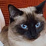 Nikko is registered to the contest to win money with this photo: cat, siamese_cat, blue_eyes, close_up, pet, animal, feline, fur, whiskers, ears, face, indoor, cozy, orange_background, portrait, cute, domestic_cat, relaxed, resting, soft