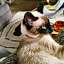 Nikko joined the competition — help win amazing prizes! siamese_cat, cat, blue_eyes, pet, indoor, lap, furniture, rug, table, glass, drink, remote_control, cozy, fur, whiskers, ear, domestic_animal, relaxing, home, person