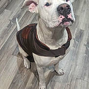 Kilo is registered to the contest to win money with this photo: dog, white_dog, pet, animal, sitting, harness, brown_harness, short_hair, floppy_ears, black_nose, pink_skin, indoors, kitchen, floor, wood_floor, cabinet, portrait, looking_at_camera, cute, companion_animal