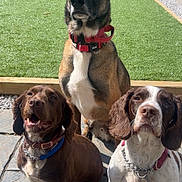 Mali Sadie Minnie joined the competition — help win amazing prizes! dog, outdoor, sunlight, pet, collar, grass, fence, backyard, brown_dog, white_dog, sitting, alert, canine, animal, nature, pavement, daytime, ears_up, fur, companions