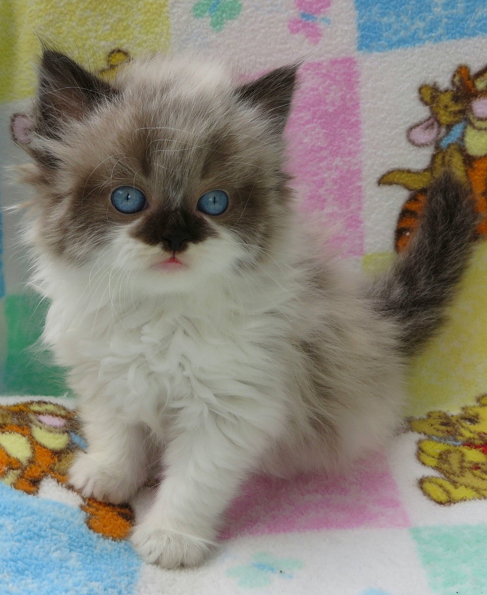 Saxton joined the competition — help win amazing prizes! balinese, birman, british_longhair, carnivore, cat, claw, eye, fawn, felidae, flooring, fur, iris, paw, photo_caption, ragdoll, small_to_medium_sized_cats, snout, tail, terrestrial_animal, whiskers