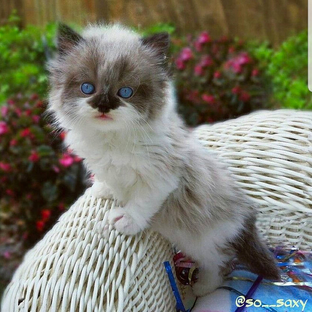 Saxton joined the competition — help win amazing prizes! art, balinese, british_longhair, carnivore, cat, event, eye, fawn, felidae, flower, fur, grass, iris, plant, small_to_medium_sized_cats, snout, tail, terrestrial_animal, whiskers, wildlife