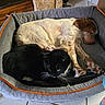 Ulys a rejoint le concours — aidez-le/la à gagner de superbes lots ! cat, dog, pet_bed, black_cat, white_cat, brown_dog, white_dog, indoor, sleeping, resting, cozy, tile_floor, stone_wall, cardboard_box, fur, animal, domestic_animal, companions, relaxed, quiet