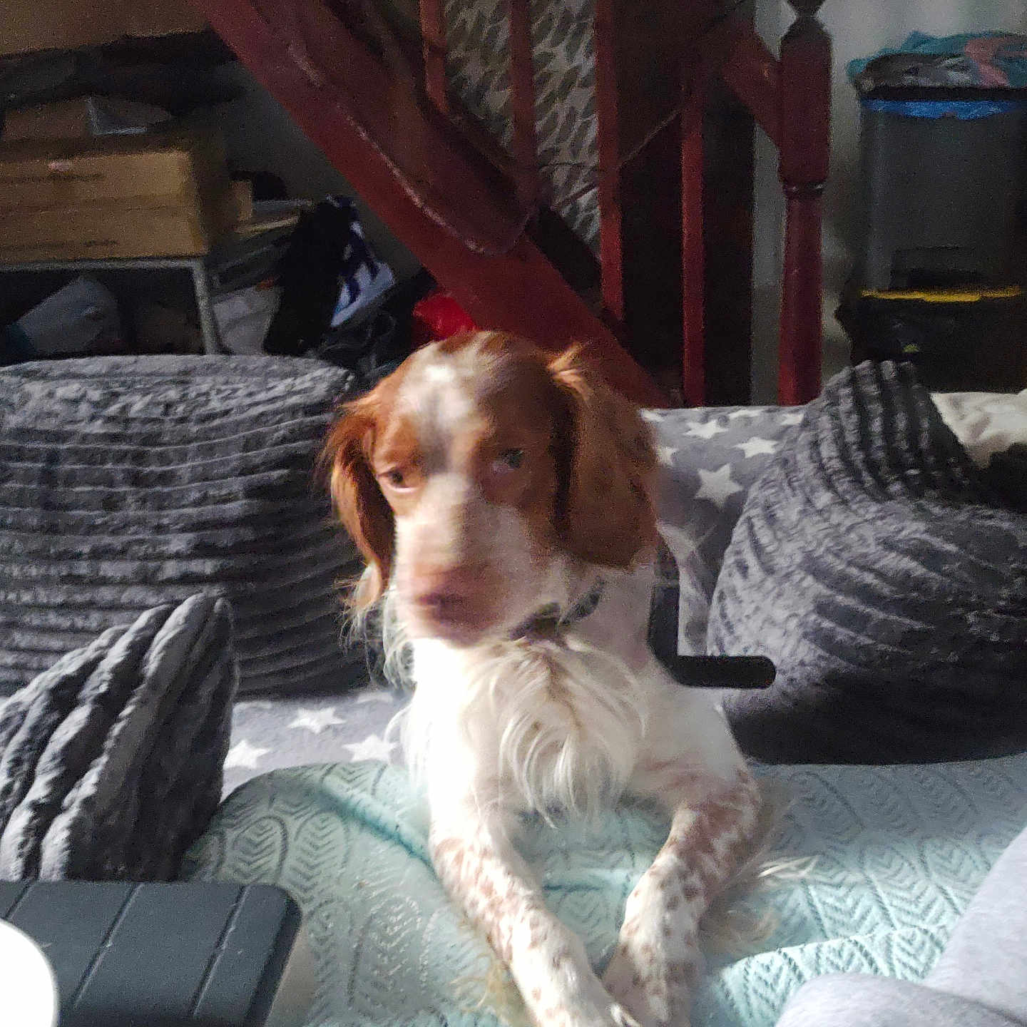 Ulys a rejoint le concours — aidez-le/la à gagner de superbes lots ! dog, indoor, couch, cushion, stairs, blanket, pet, resting, furniture, home, wood, fabric, domestic_animal, living_room, relaxation, animal, brown, white, fur, paw