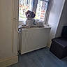 dog, radiator, window, curtains, indoor, floor, wooden_floor, pet, domestic_animal, resting, natural_light, cozy, home, furniture, seat, wall, collar, white, brown, relaxed