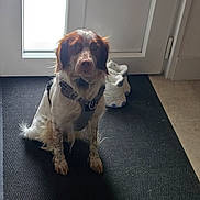 Ulys a rejoint le concours — aidez-le/la à gagner de superbes lots ! dog, pet, harness, door, mat, shadow, sneakers, floor, indoor, light, white, brown, fur, animal, sit, waiting, house, footwear, quiet, calm