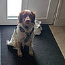 dog, pet, harness, door, mat, shadow, sneakers, floor, indoor, light, white, brown, fur, animal, sit, waiting, house, footwear, quiet, calm