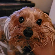 Chichi Chip joined the competition — help win amazing prizes! dog, close_up, pet, indoor, fur, animal, cute, eyes, face, snout, whiskers, hand, blurred_background, cozy, companion, small_dog, mammal, domestic_animal, portrait, curious