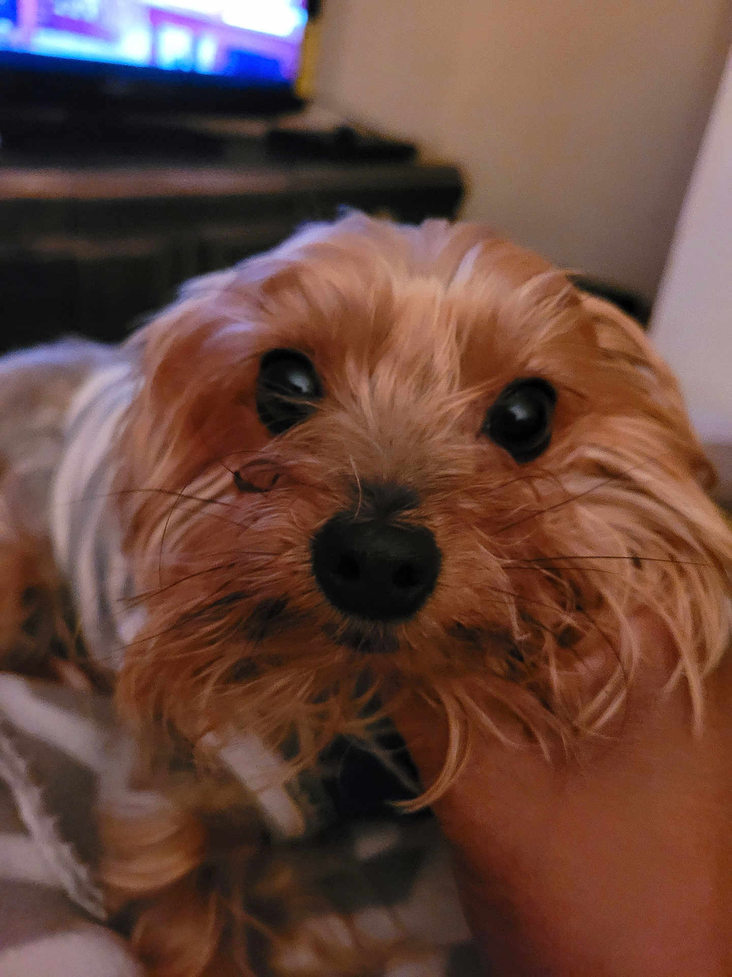 Chichi Chip joined the competition — help win amazing prizes! dog, close_up, pet, indoor, fur, animal, cute, eyes, face, snout, whiskers, hand, blurred_background, cozy, companion, small_dog, mammal, domestic_animal, portrait, curious