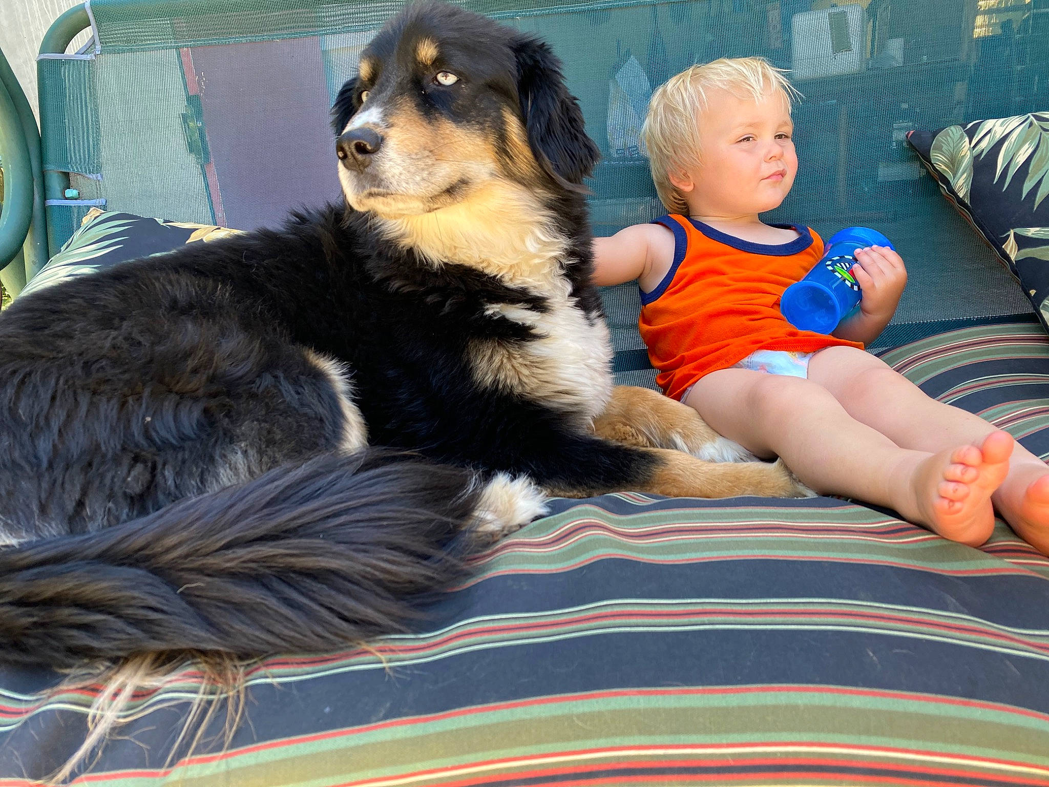 Rowan is registered to the contest to win money with this photo: bernese_mountain_dog, canidae, carnivore, companion_dog, dog, dog_breed, mammal, person, puppy, sporting_group, vertebrate, working_dog