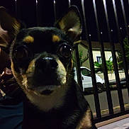 Cookie a rejoint le concours — aidez-le/la à gagner de superbes lots ! dog, pet, animal, portrait, close_up, night, outdoors, fence, railings, street, parked_vehicle, car, house, building, dark, wide_eyed, short_fur, black_and_tan, curious, photography