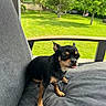 Cookie participe au concours pour gagner de l'argent avec cette photo : dog, small_dog, black_and_tan, pet, animal, sitting, tongue_out, pointed_ears, facial_expression, outdoor, backyard, garden, lawn, trees, greenery, sofa, cushion, patio, daylight, portrait