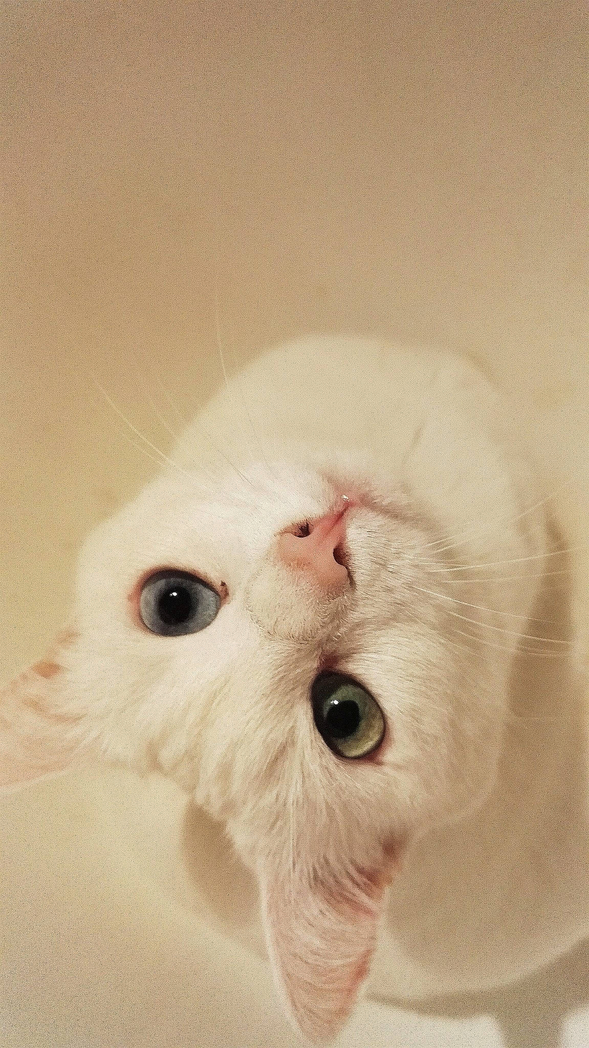 Pétrie a rejoint le concours — aidez-le/la à gagner de superbes lots ! carnivore, cat, ear, eye, felidae, fur, khao_manee, kitten, nose, persian, small_to_medium_sized_cats, snout, turkish_angora, turkish_van, whiskers, white