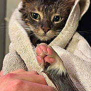 Queenie is registered to the contest to win money with this photo: animal, cat, close_up, comfort, cute, domestic, expression, feline, fur, hand, human_hand, indoor, looking, paw, pet, pink_paw_pads, soft_texture, towel, wet, wrapped