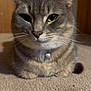 Queenie joined the competition — help win amazing prizes! animal, bell, carpet, cat, closeup, collar, cute, domestic, ears, eyes, feline, fur, gray_cat, indoor, mammal, pet, portrait, sitting, tabby, whiskers