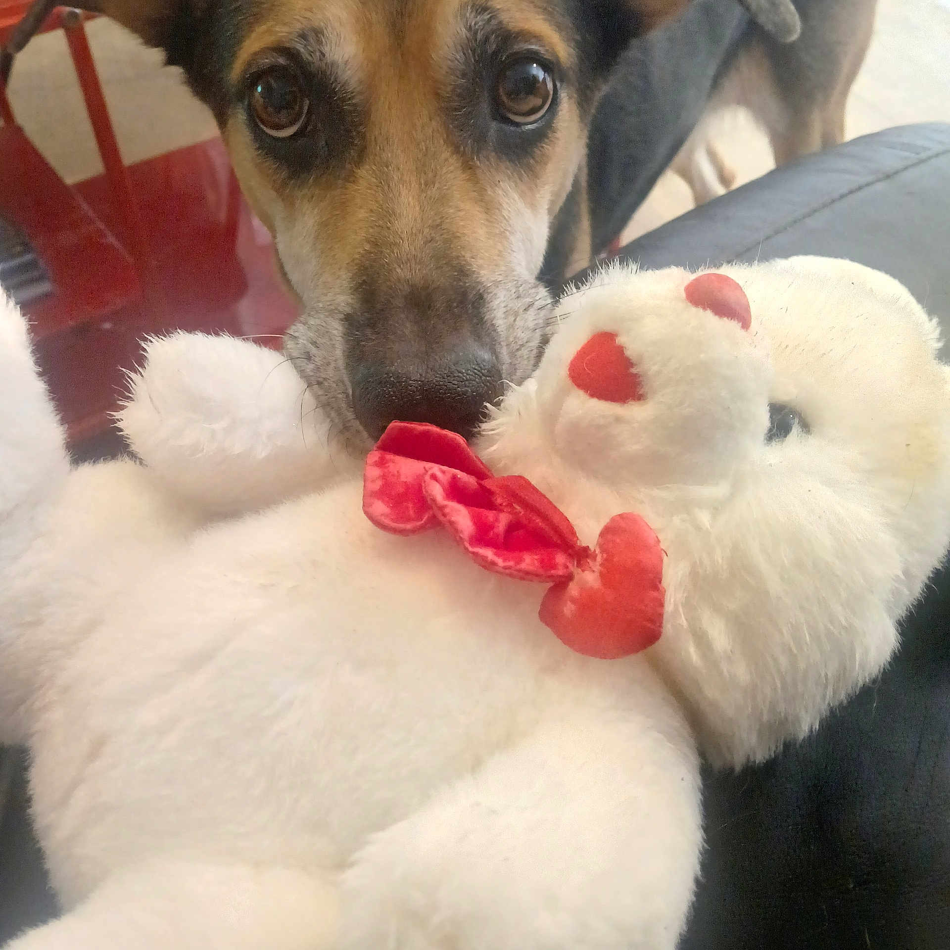 Nessie a rejoint le concours — aidez-le/la à gagner de superbes lots ! animal, background, chair, close_up, curious, cute, dog, eyes, fur, indoor, leather, nose, pet, playing, red, soft, stuffed_toy, teddy_bear, toy, white