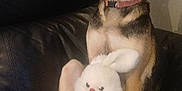 Nessie a rejoint le concours — aidez-le/la à gagner de superbes lots ! dog, stuffed_animal, bunny, plush_toy, couch, leather, pet, indoor, animal, brown_dog, sitting, collar, ears, fur, cute, companion, toy, red_bow, paw, home