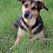 Nessie a rejoint le concours — aidez-le/la à gagner de superbes lots ! dog, grass, outdoor, animal, pet, canine, nature, fur, ears, face, muzzle, sitting, looking, brown, black, eyes, snout, portrait, relaxed, daylight