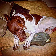 Pookie is registered to the contest to win money with this photo: animal, brown_and_white, canine, cap, companion, couch, cozy, cute, dog, domestic, fur, furniture, home, indoor, nap, pet, pillows, relaxed, resting, sleeping