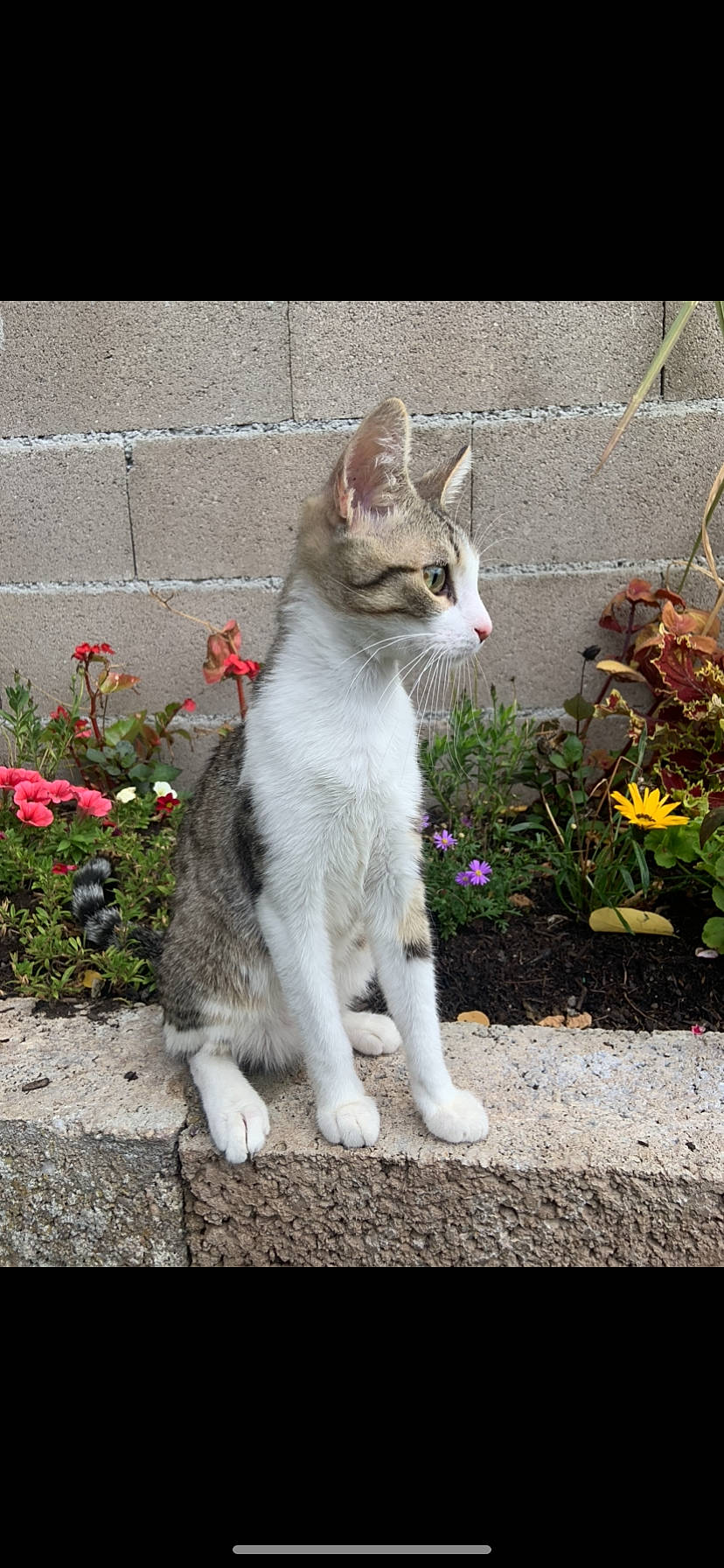 Rhum a rejoint le concours — aidez-le/la à gagner de superbes lots ! aegean_cat, american_wirehair, carnivore, cat, domestic_short_haired_cat, european_shorthair, felidae, german_rex, kitten, mammal, plant, polydactyl_cat, small_to_medium_sized_cats, snapshot, tail, whiskers