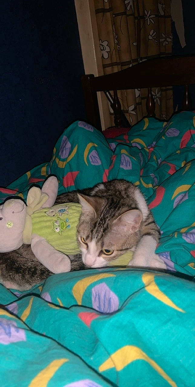 Rhum participe au concours pour gagner de l'argent avec cette photo : american_shorthair, asian, carnivore, cat, domestic_short_haired_cat, european_shorthair, felidae, kitten, nap, ocicat, sleep, small_to_medium_sized_cats, whiskers