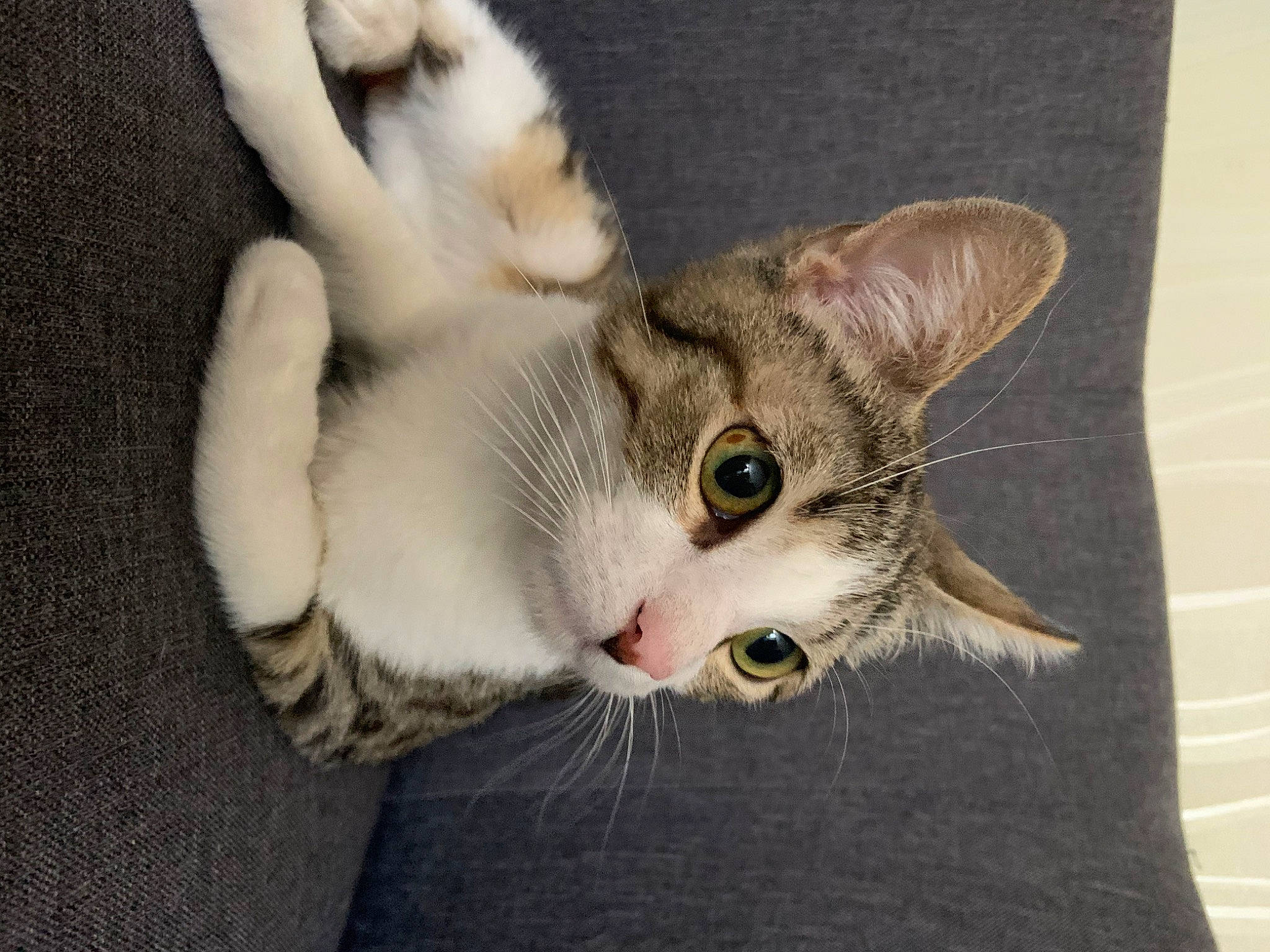 Rhum a rejoint le concours — aidez-le/la à gagner de superbes lots ! aegean_cat, american_wirehair, asian, australian_mist, burmilla, carnivore, cat, domestic_short_haired_cat, dragon_li, european_shorthair, felidae, kitten, mammal, paw, singapura, small_to_medium_sized_cats, snout, tabby_cat, vertebrate, whiskers