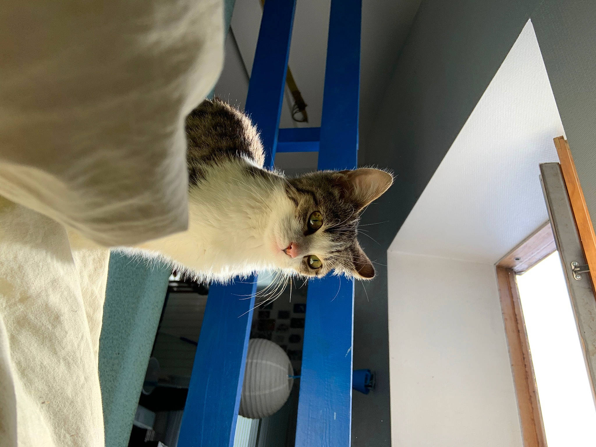 Rhum a rejoint le concours — aidez-le/la à gagner de superbes lots ! aegean_cat, carnivore, cat, domestic_short_haired_cat, european_shorthair, felidae, kitten, norwegian_forest_cat, polydactyl_cat, small_to_medium_sized_cats, tabby_cat, whiskers, window