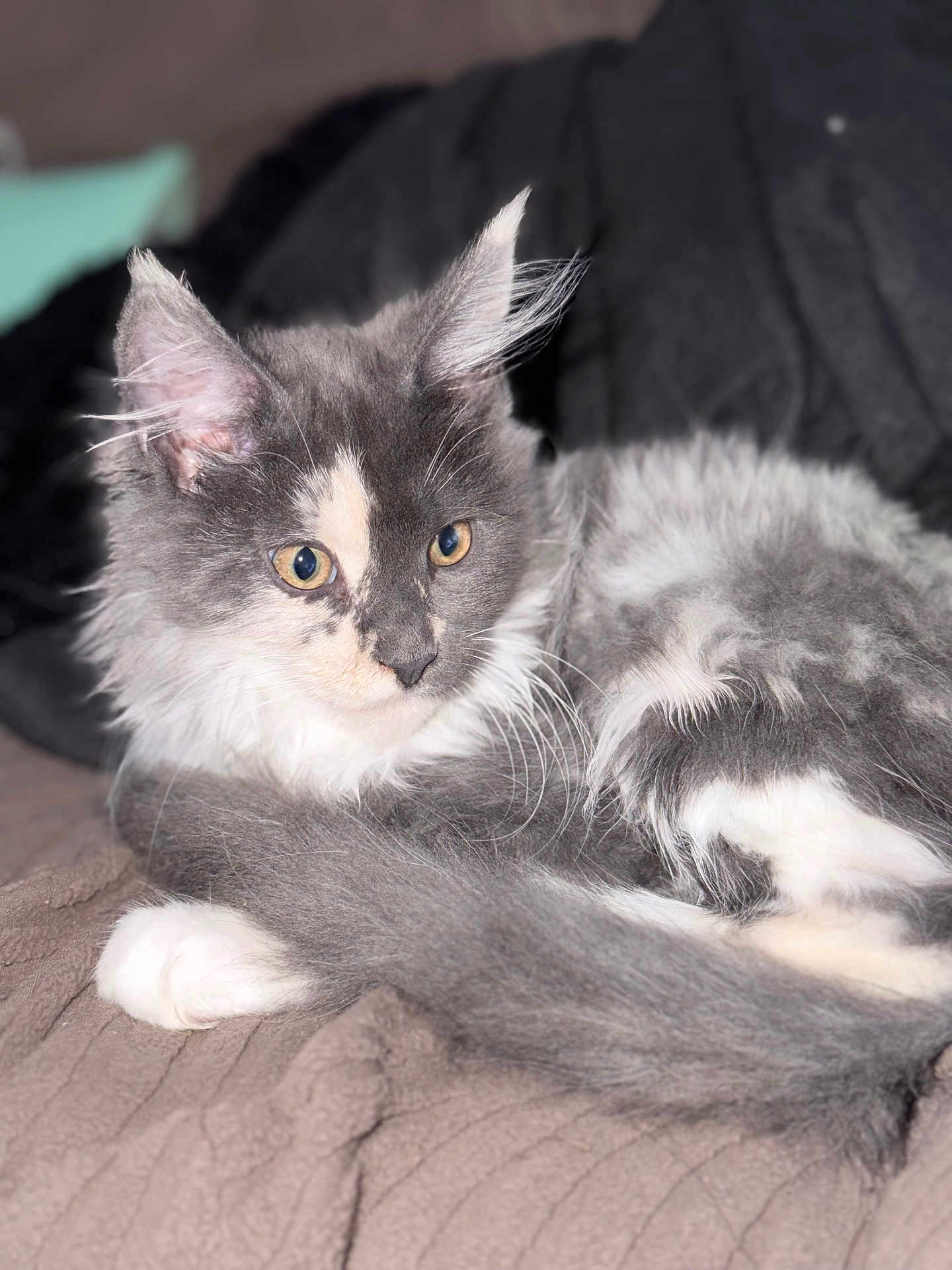 Kiara participe au concours pour gagner de l'argent avec cette photo : cat, gray_cat, white_cat, fluffy_fur, pet, animal, indoor, blanket, resting, closeup, curious, ears, whiskers, fur, cute, domestic_cat, relaxed, sleepy, soft_texture, cozy