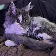 Kiara a rejoint le concours — aidez-le/la à gagner de superbes lots ! cat, fluffy, gray, white, animal, pet, feline, whiskers, ears, tail, blanket, indoor, closeup, resting, curious, soft_lighting, cozy, texture, relaxed, portrait