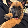 Naïa participe au concours pour gagner de l'argent avec cette photo : puppy, dog, german_shepherd, brown_fur, black_mask, floppy_paws, pointed_ears, tongue, cute, portrait, close_up, pet, animal, indoor, lap, person, bookshelf, books, cozy, photography