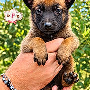 Naïa participe au concours pour gagner de l'argent avec cette photo : puppy, dog, canine, animal, black_and_tan, portrait, close_up, outdoor, nature, greenery, blue_sky, fluffy, adorable, serious_expression, paws, held, human_hands, bracelet, decorative_tag, letter_f