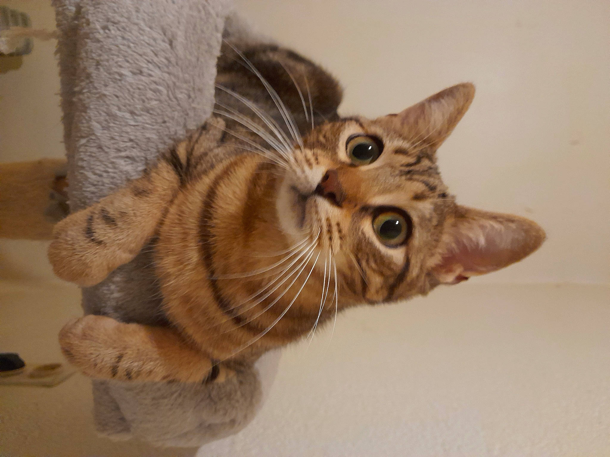 Simba a rejoint le concours — aidez-le/la à gagner de superbes lots ! carnivore, cat, claw, domestic_short_haired_cat, ear, fawn, felidae, fur, paw, small_to_medium_sized_cats, snout, tail, terrestrial_animal, whiskers, window, wood