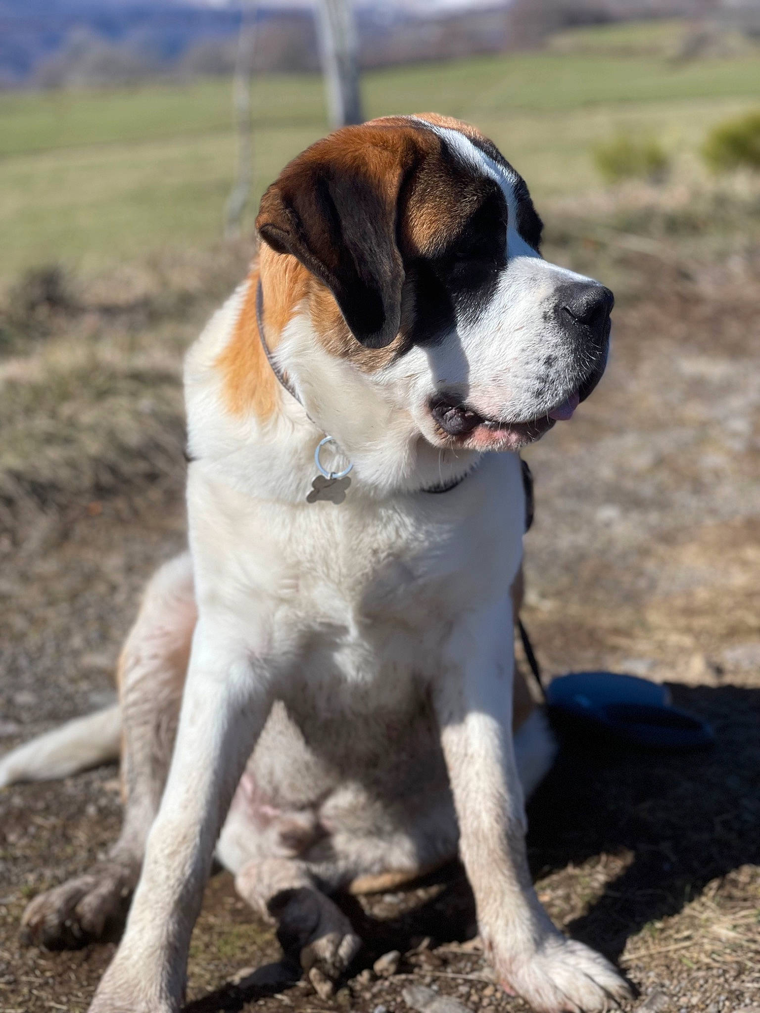 Raymon a rejoint le concours — aidez-le/la à gagner de superbes lots ! bored, canidae, carnivore, collar, companion_dog, dog, dog_breed, dog_collar, fawn, hunting_dog, non_sporting_group, plant, sky, snout, soil, sporting_group, tail, tree, working_animal, working_dog
