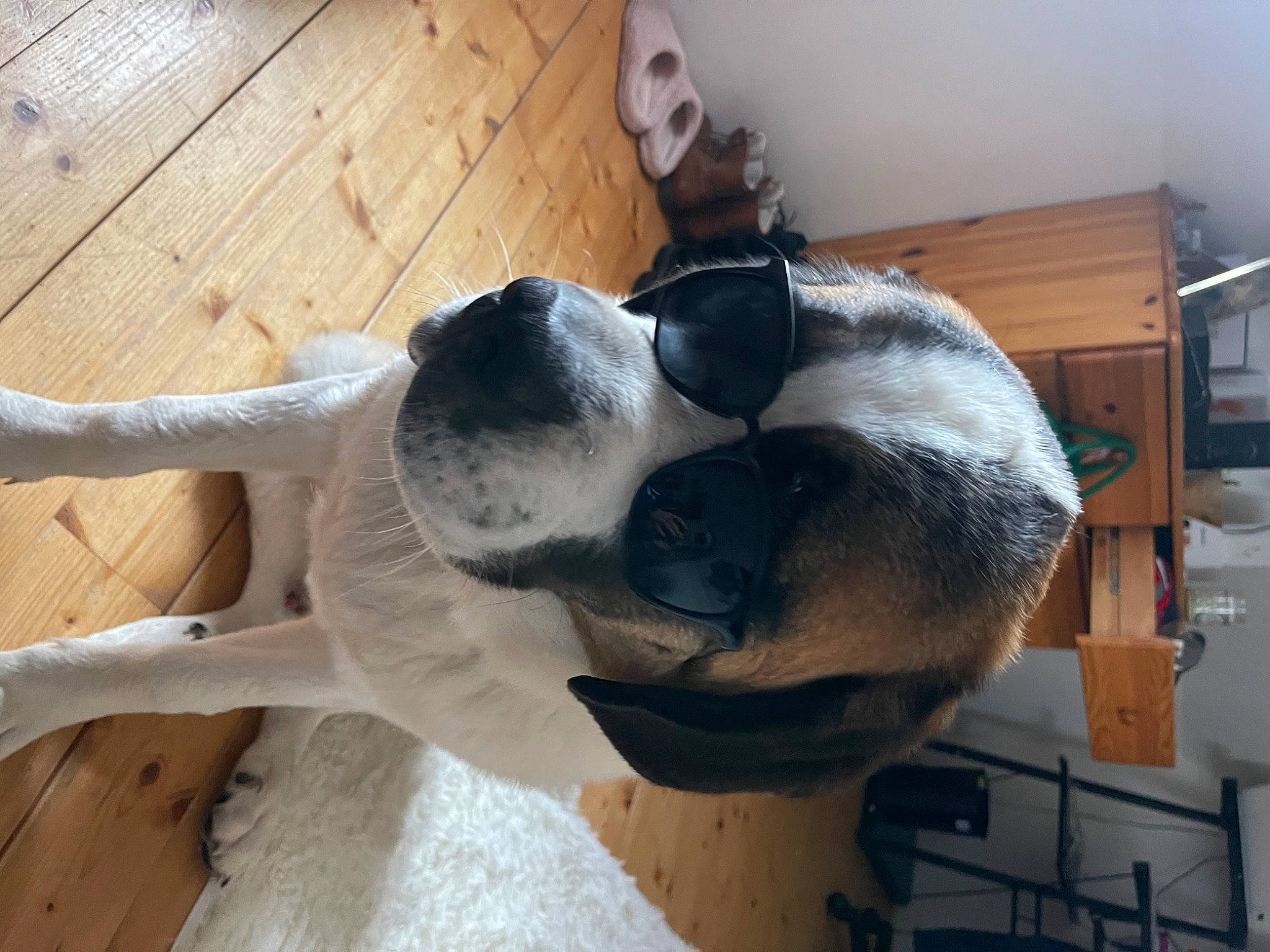 Raymon participe au concours pour gagner de l'argent avec cette photo : canidae, carnivore, collar, comfort, companion_dog, dog, dog_breed, ear, fawn, flooring, fur, hardwood, snout, sporting_group, tail, whiskers, wood, wood_flooring, wood_stain, working_animal