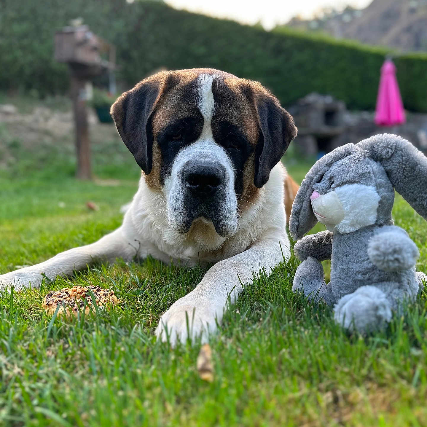 Raymon a rejoint le concours — aidez-le/la à gagner de superbes lots ! animal, ball, boxer, bulldog, canine, dog, field, football, grass, hound, lawn, pet, plant, pointer, puppy, saintbernard, soccer, soccerball, sport, toy