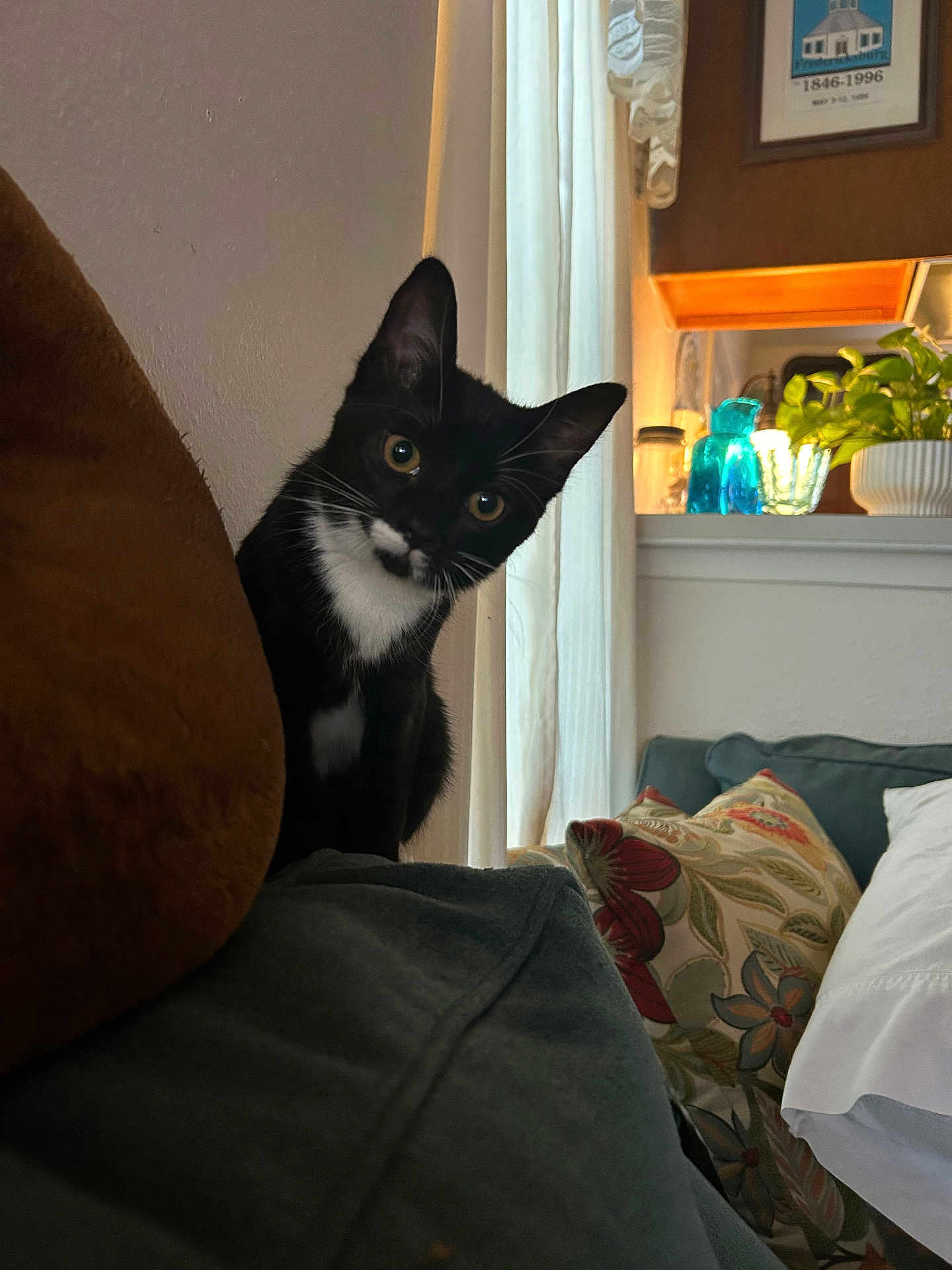 Boots is registered to the contest to win money with this photo: cat, tuxedo_cat, curious, indoor, couch, cushion, pillow, plant, window, curtain, kitchen, glass_jars, decor, home, pet, animal, black_and_white, tilted_head, cozy, soft_lighting