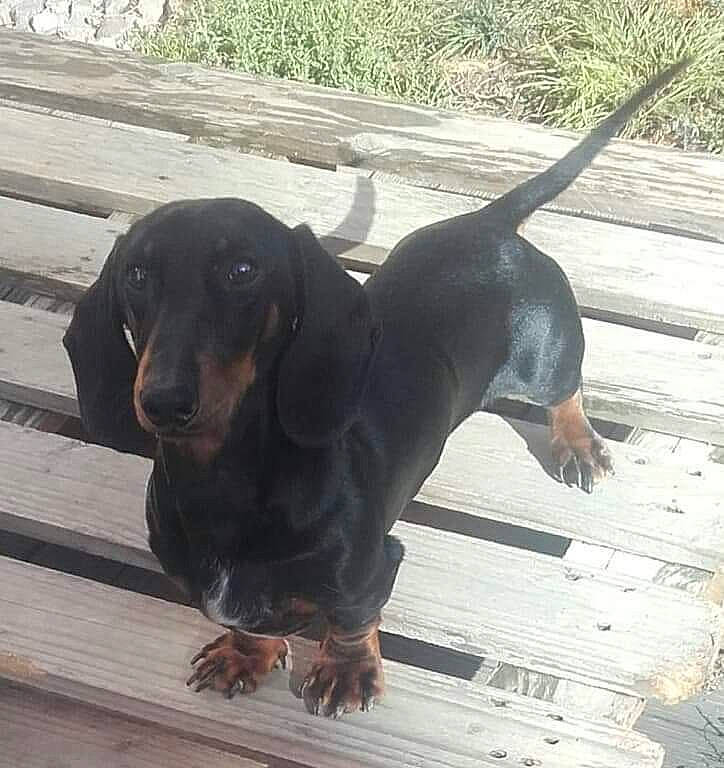 Nemo a rejoint le concours — aidez-le/la à gagner de superbes lots ! austrian_black_and_tan_hound, canidae, carnivore, dachshund, dog, dog_breed, hellenikos_ichnilatis, hound, hunting_dog, lithuanian_hound, mammal, montenegrin_mountain_hound, polish_hunting_dog, scent_hound, transylvanian_hound, tyrolean_hound, vertebrate