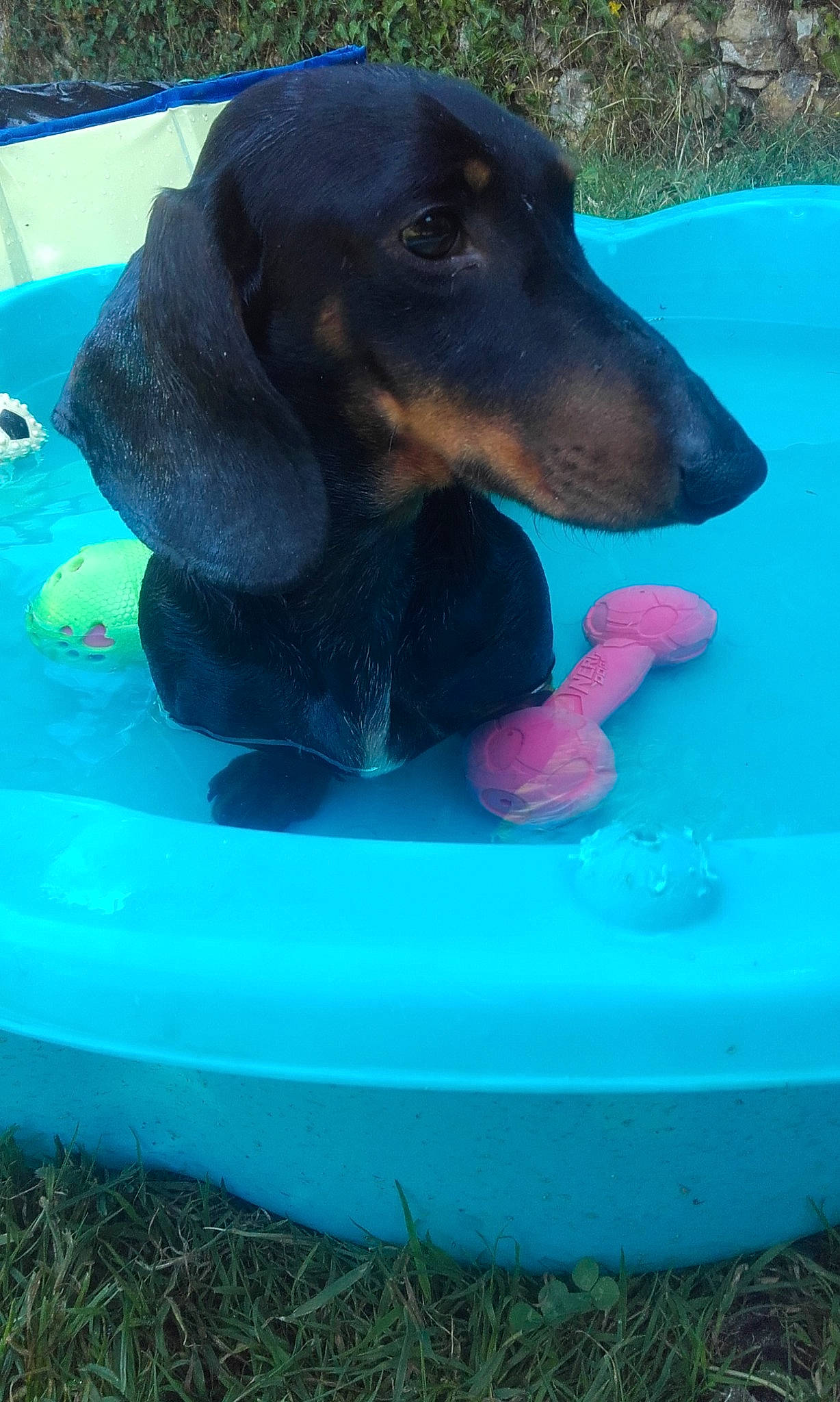 Nemo participe au concours pour gagner de l'argent avec cette photo : bruno_jura_hound, canidae, carnivore, dachshund, dog, dog_breed, hound, hunting_dog, mammal, vertebrate