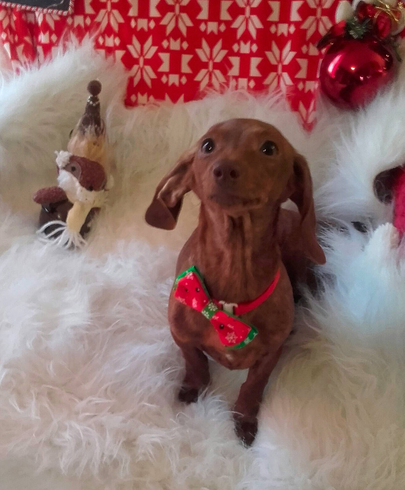 Pausini a rejoint le concours — aidez-le/la à gagner de superbes lots ! canidae, carnivore, companion_dog, dachshund, dog, dog_breed, fawn, liver, mammal, pointer, pointing_breed, puppy, snout, sporting_group, vertebrate, vizsla, weimaraner